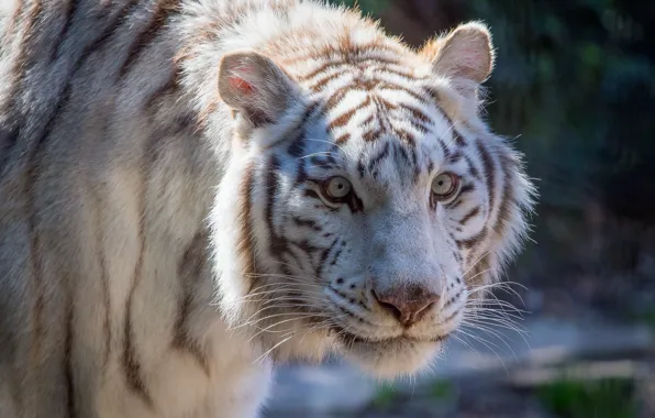 Picture cat, white, face, tiger