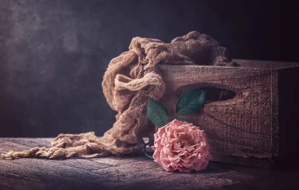 Flower, leaves, the dark background, pink, Board, rose, fabric, wooden