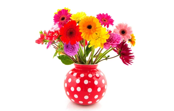 Picture flowers, white background, vase, red, gerbera, colorful, polka dot, dahlias