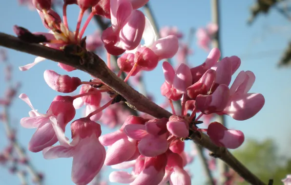 The sky, pink, branch, spring