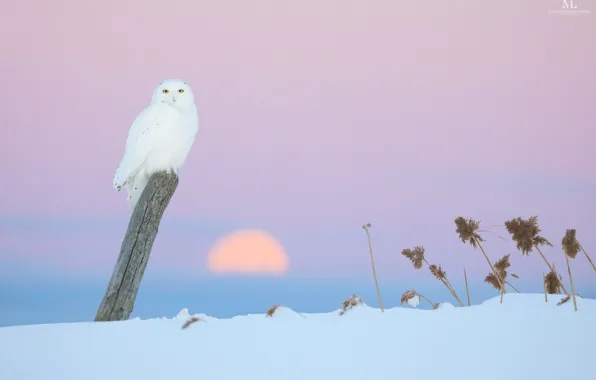 Picture winter, owl, pink background
