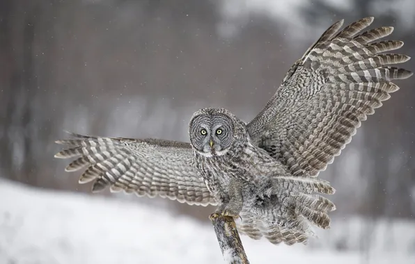 Winter, forest, look, snow, nature, pose, owl, bird