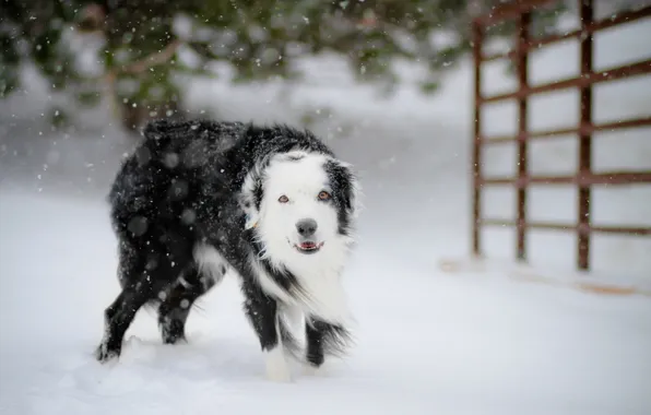 Winter, snow, dog