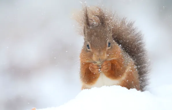 Winter, snow, nature, protein, snowfall, coat, rodent