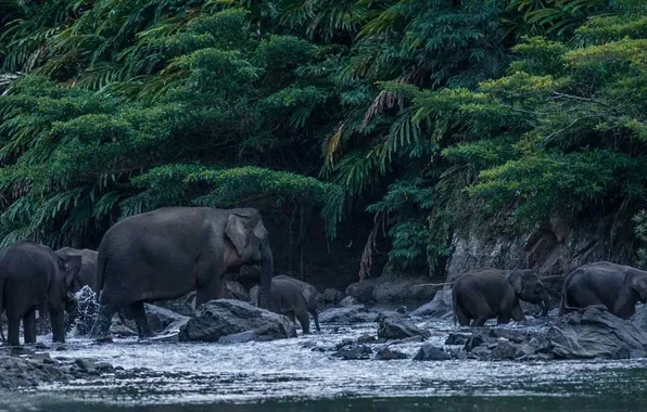 Animal, wildlife, Elephas Maximus Borneensis, Borneo Pygmy Elephant