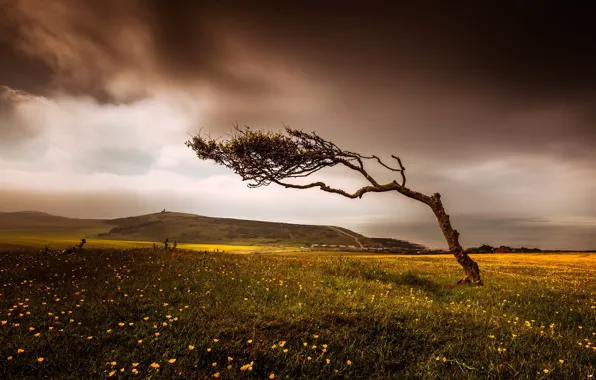 Field, the sky, flowers, mountains, branches, clouds, tree, hills