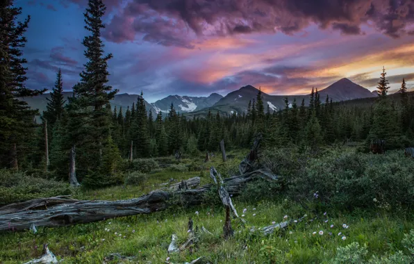 Picture forest, summer, sunset, mountains