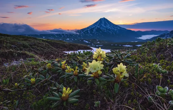 Picture clouds, landscape, nature, the volcano, Kamchatka, rhododendrons, Alexey Kretov, Vilyuchinskaya Sopka