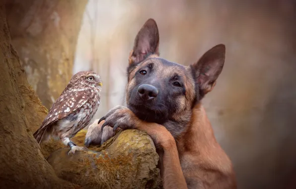 Picture forest, nature, tree, owl, bird, dog, friends, bokeh
