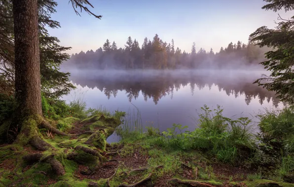 Picture forest, fog, shore, pond