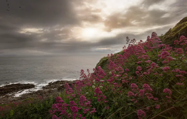 Sea, summer, the sky, clouds, flowers, overcast, shore, the slopes