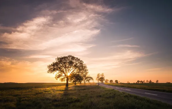 Picture road, field, sunset, tree