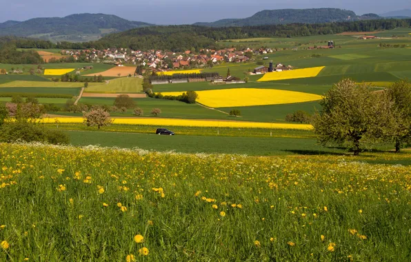 Road, field, machine, summer, trees, flowers, mountains, hills