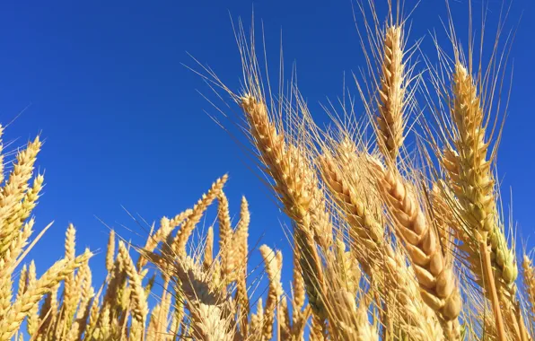Wheat, grain, plant, ear, rye, barley
