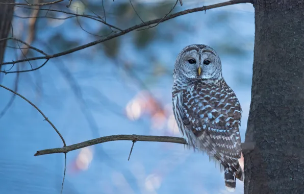 Picture winter, look, trees, branches, owl, bird, blue background, bokeh
