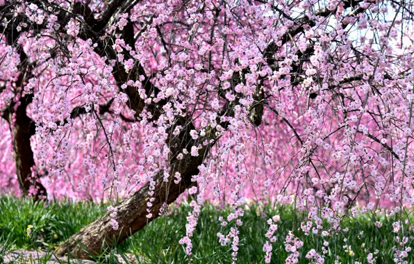 Picture trees, beauty, Sakura, flowering