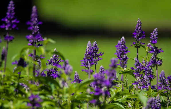 Summer, macro, sage