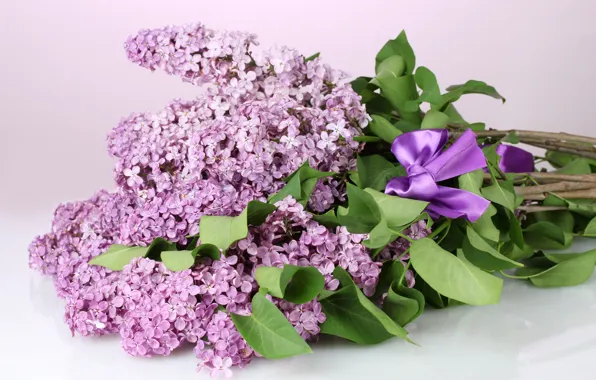 Picture leaves, flowers, branches, spring, purple, bow, lilac