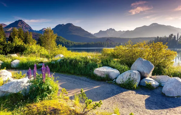 Greens, forest, summer, the sun, trees, mountains, lake, stones