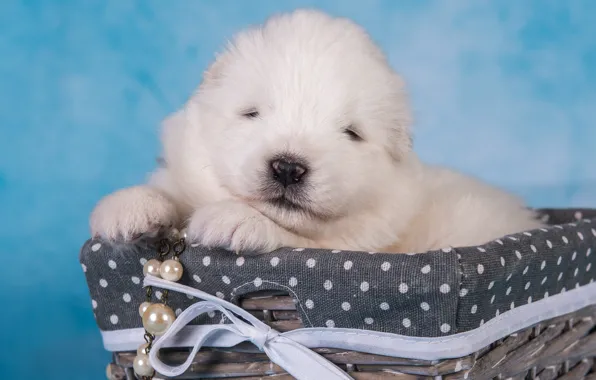 White, sleep, dog, baby, muzzle, sleeping, puppy, beads