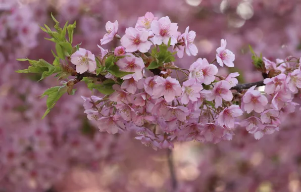 Sakura, flowering in the spring, blur bokeh