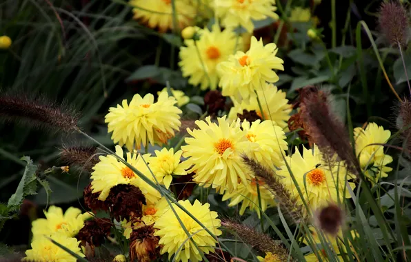 Flowers, yellow, garden, spikelets, flowerbed, bokeh, dahlias