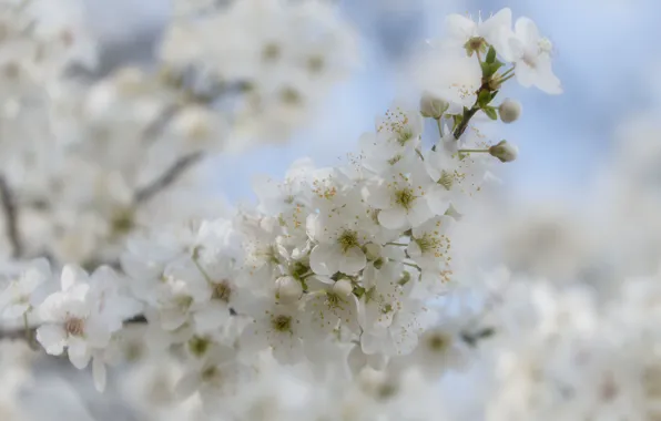 Flowers, branches, cherry, blur, spring, haze, gentle, white