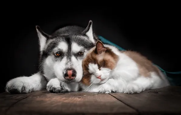 Picture cat, animals, cat, Board, sleep, dog, a couple, friends