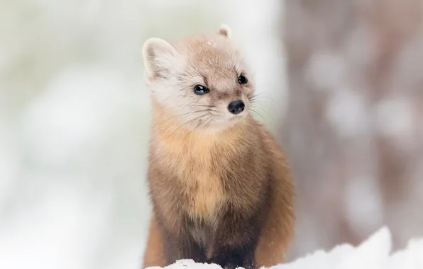 Winter, look, snow, tree, portrait, muzzle, sitting, the snow
