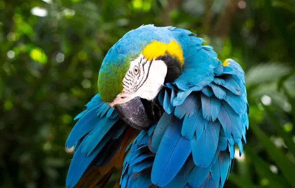 Picture greens, blue, nature, background, bird, feathers, beak, parrot