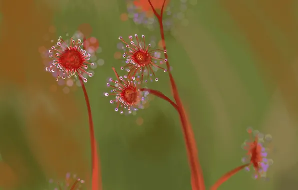 Picture flowers, focus, stem, art, flowers