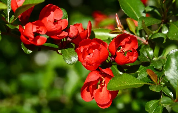 Picture branch, flowering, quince