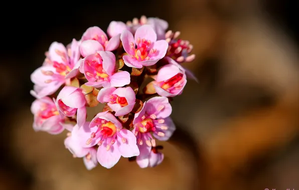 Flowers, background, pink, inflorescence, Hans Holt