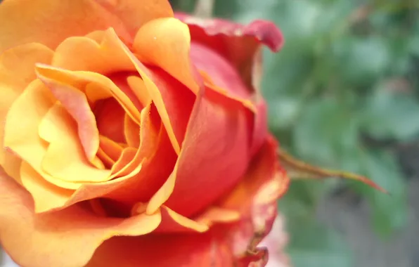 Macro, flowers, Rose, orange