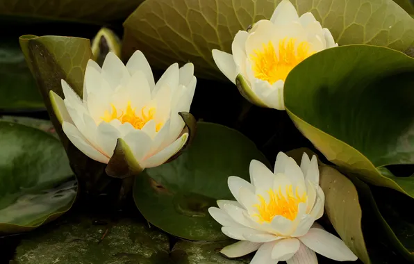 Flowers, white, orange, pond, water lilies, list