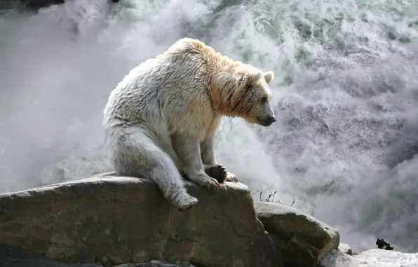 Animal, wildlife, white bear, bear at waterfall, spirrit bear