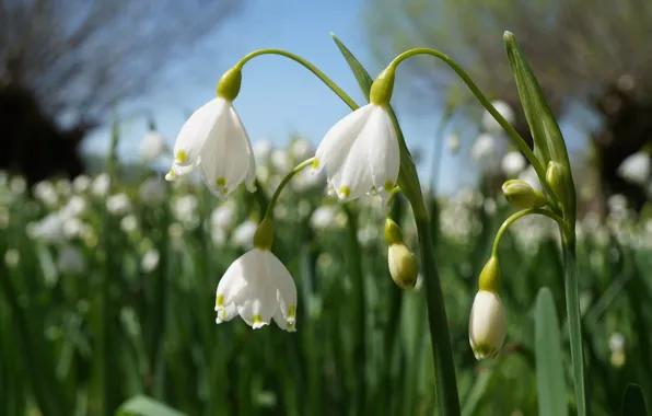 Macro, bokeh, Snowflake, Spring snowflake