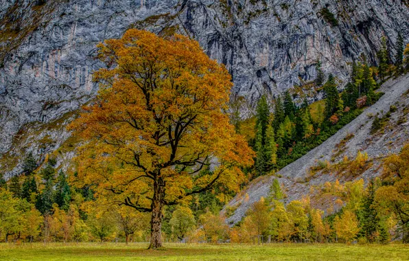 Picture autumn, trees, mountains