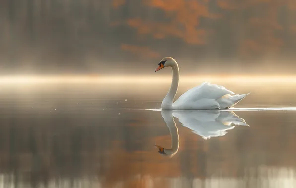 Autumn, forest, white, fog, lake, pond, reflection, bird
