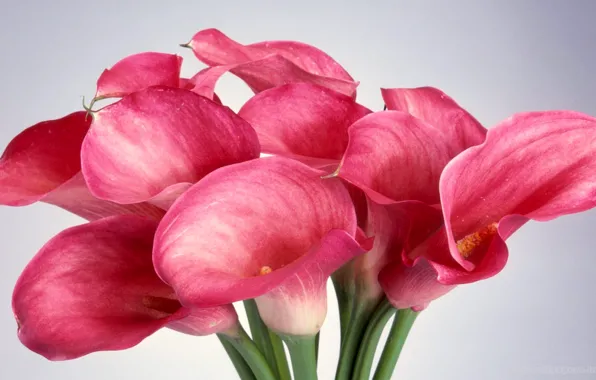 Bouquet, petals, stem, Calla lilies