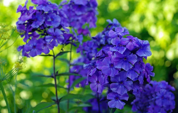 Summer, nature, beauty, plants, blue color, many, flora, Phlox