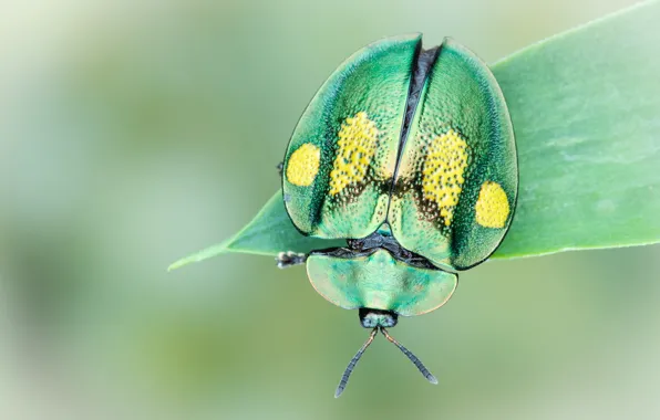 Macro, green, background, round, leaf, beetle, insect