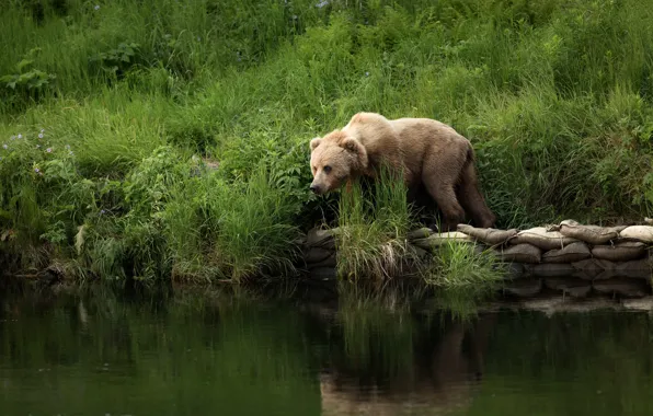 Grass, nature, pose, river, shore, bear, pond, bags