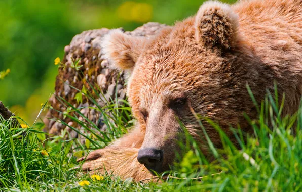 Picture stay, bear, sleeping, weed
