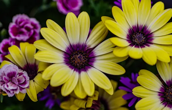 Macro, flowers, bright, bouquet, yellow, carnation, lilac, osteospermum