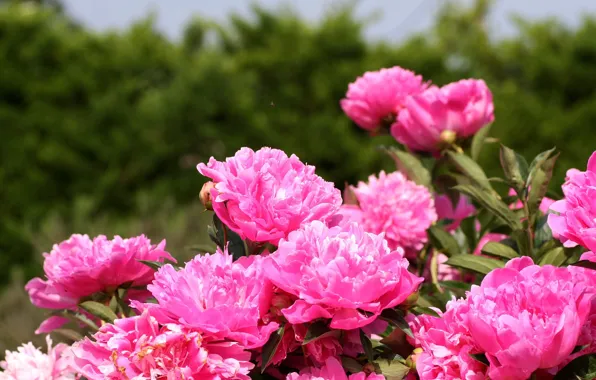 Flowers, pink, spring, flowering, Peonies