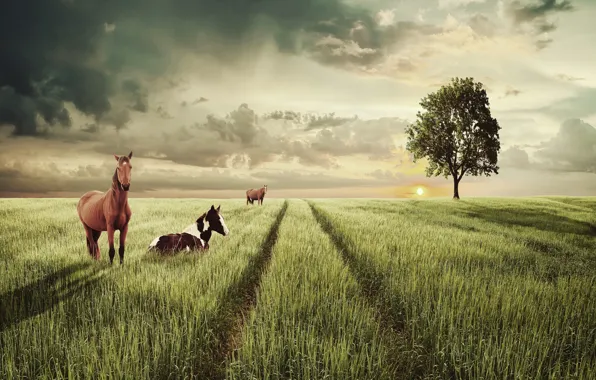 Field, the sky, grass, the sun, clouds, trees, landscape, horse