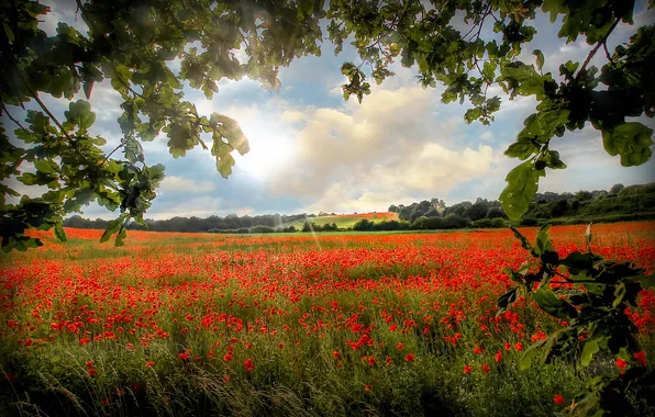 Field, summer, the sky, flowers, nature, view, Maki, dal