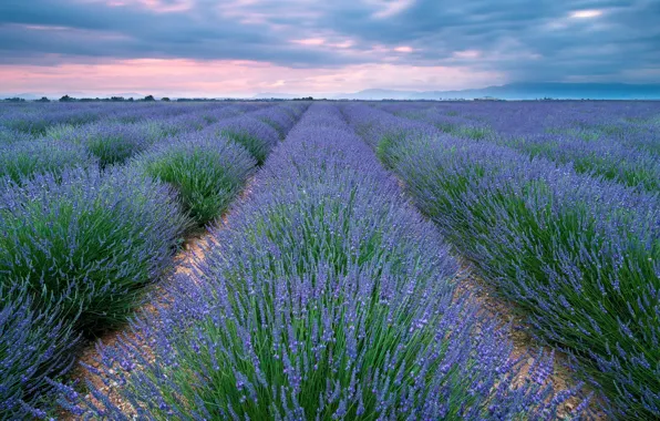Field, summer, the sky, clouds, flowers, hills, the ranks, lavender