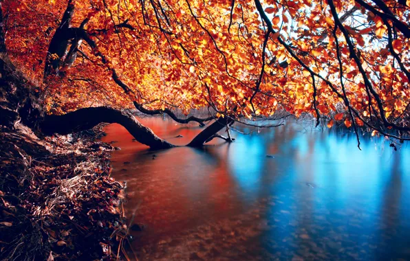Picture autumn, branches, nature, river, smoothness
